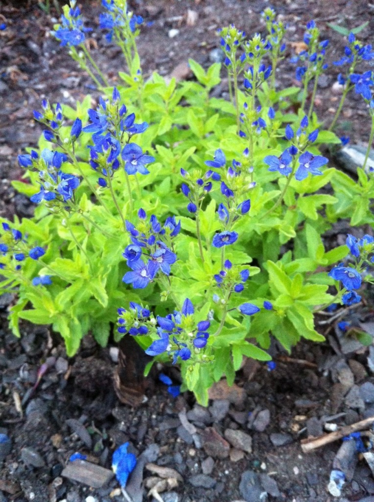 I love the lime green foliage and delicate blue blooms on this speedwell. I got this at the Rocky Mountain Gardening Forum's Spring plant exchange. 