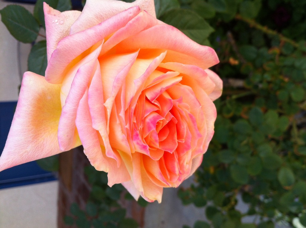 Rose at La Quinta