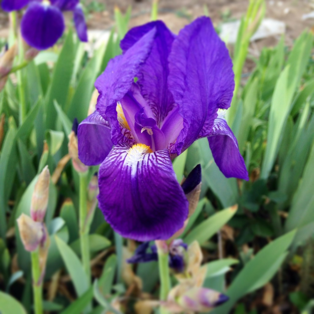 Iris Spring Flower Garden