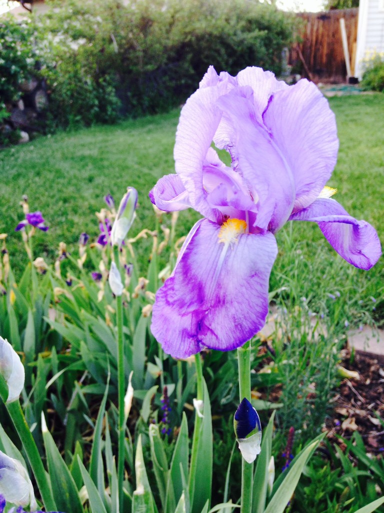 Iris Spring Flower Garden