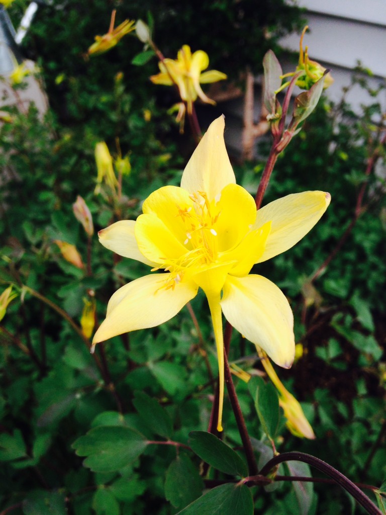 Yellow Columbine Flowers Spring Garden