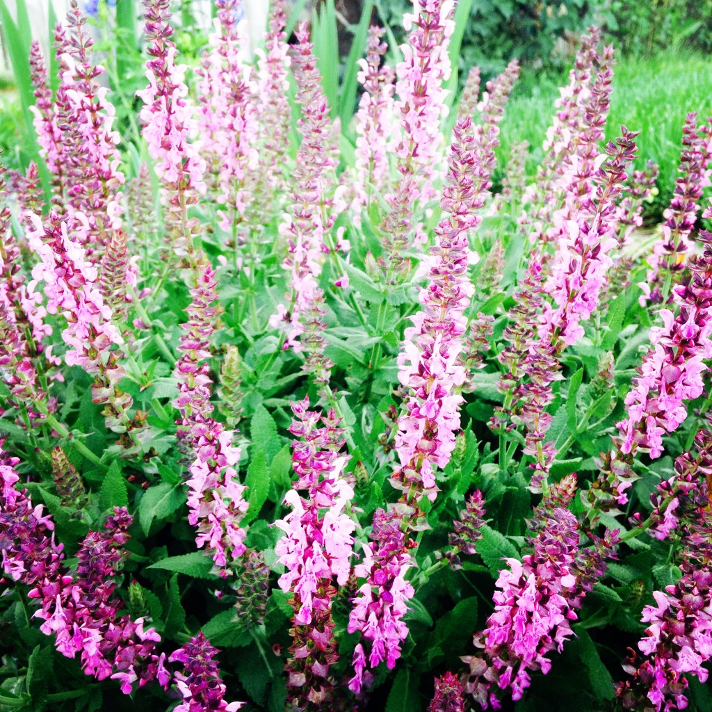 Pink Salvia in the Bohemian Cottage Garden