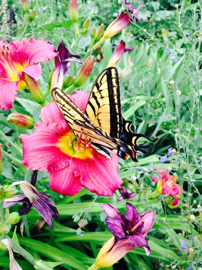 Monarch Butterfly on a Daylily