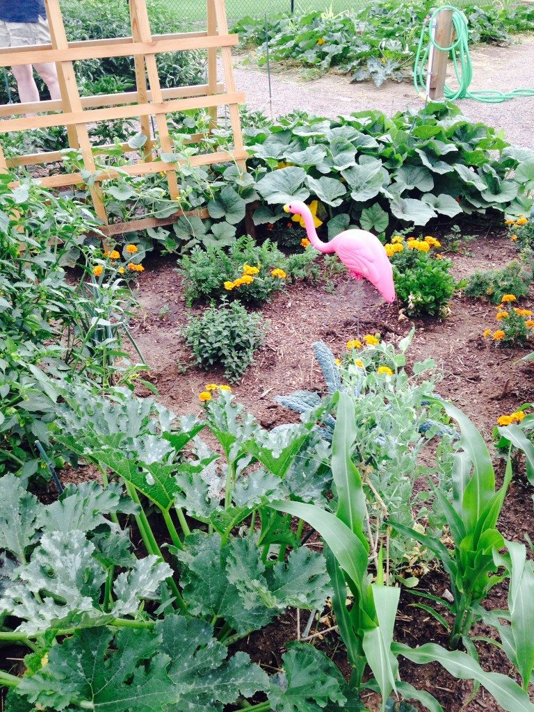 Community Garden Plot