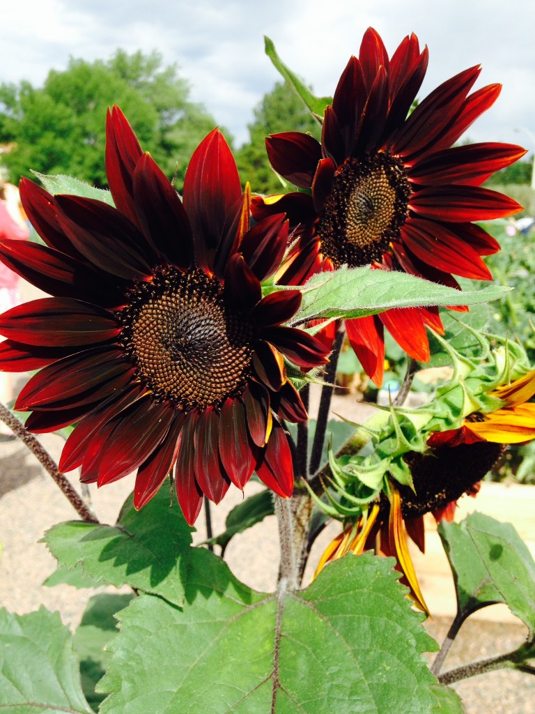 Burgundy Sunflowers 