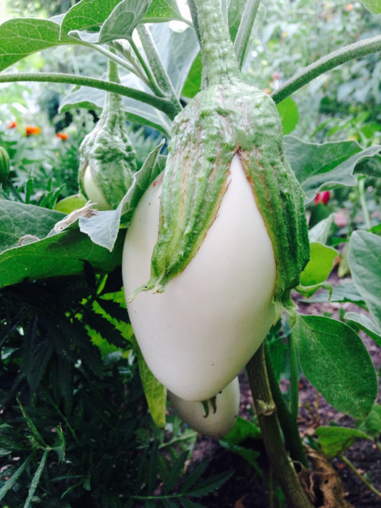 Growing White Eggplant