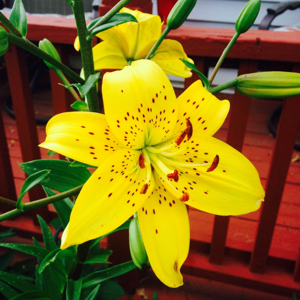 Yellow Asiatic Lily 8 Symbols of Happiness