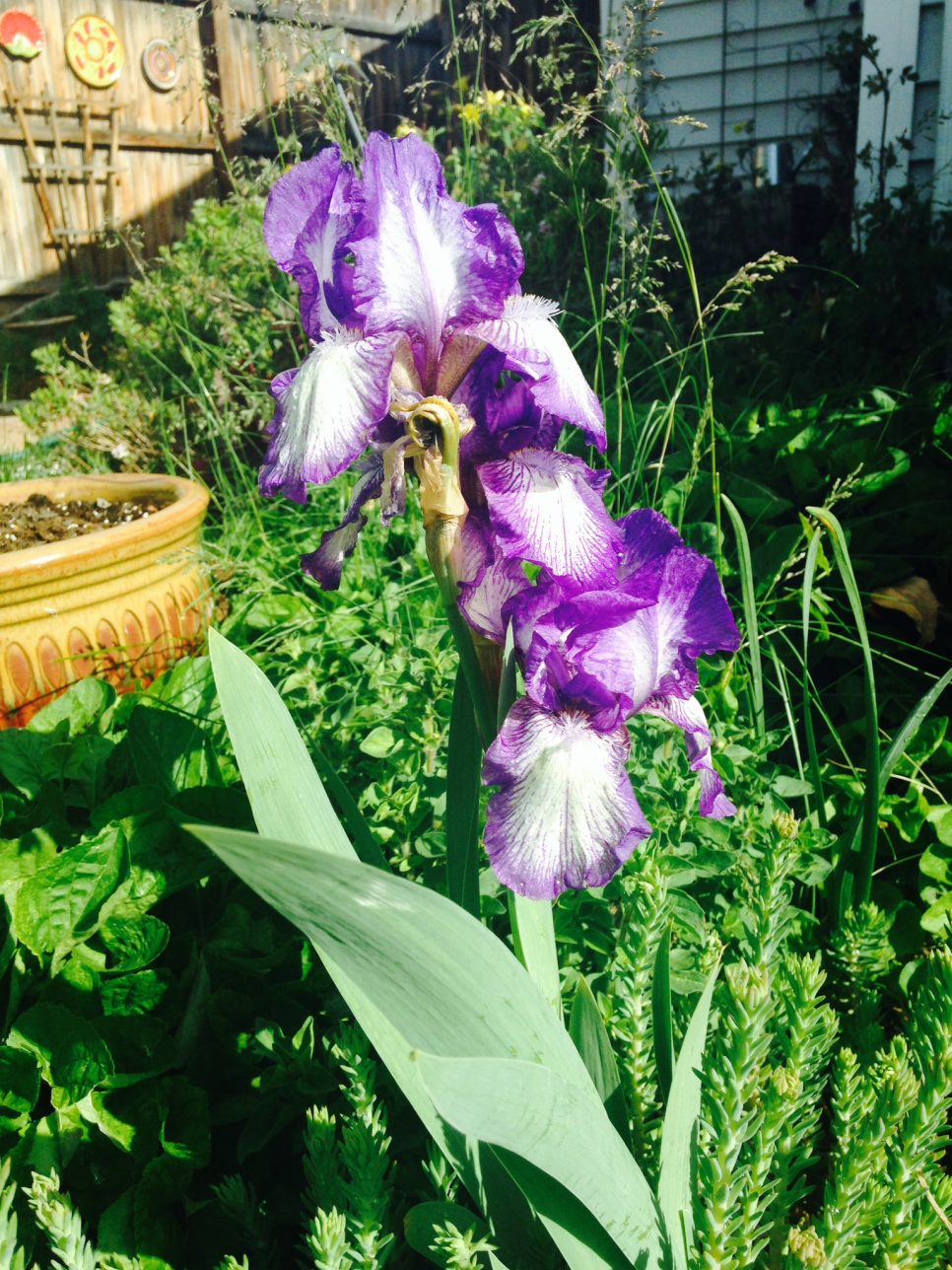 Stunning Iris Flower Rhiozome