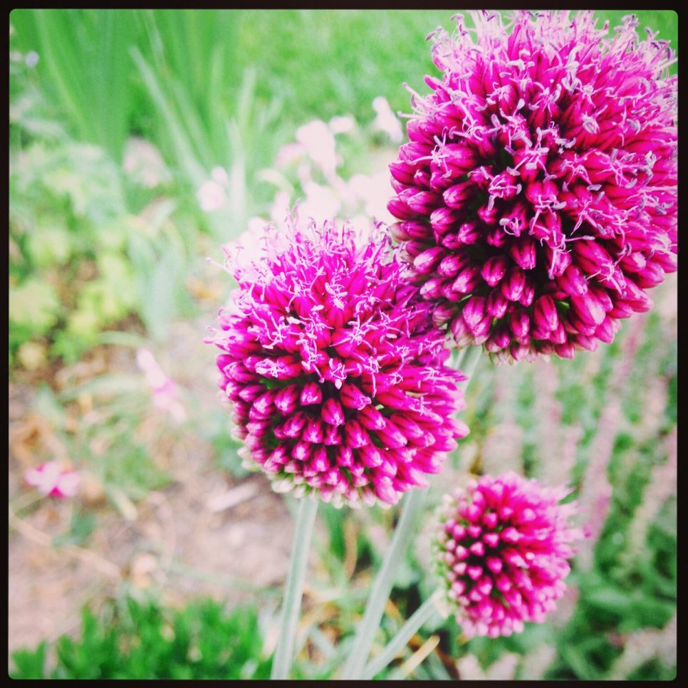 Purple Allium in the Bohemian Cottage Garden