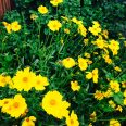 Coreopsis. Bohemian Cottage