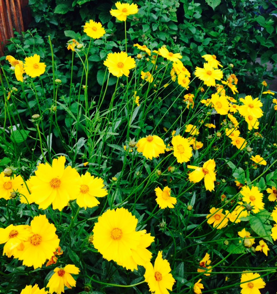 Coreopsis. Bohemian Cottage