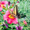 Monarch Butterfly on a Daylily