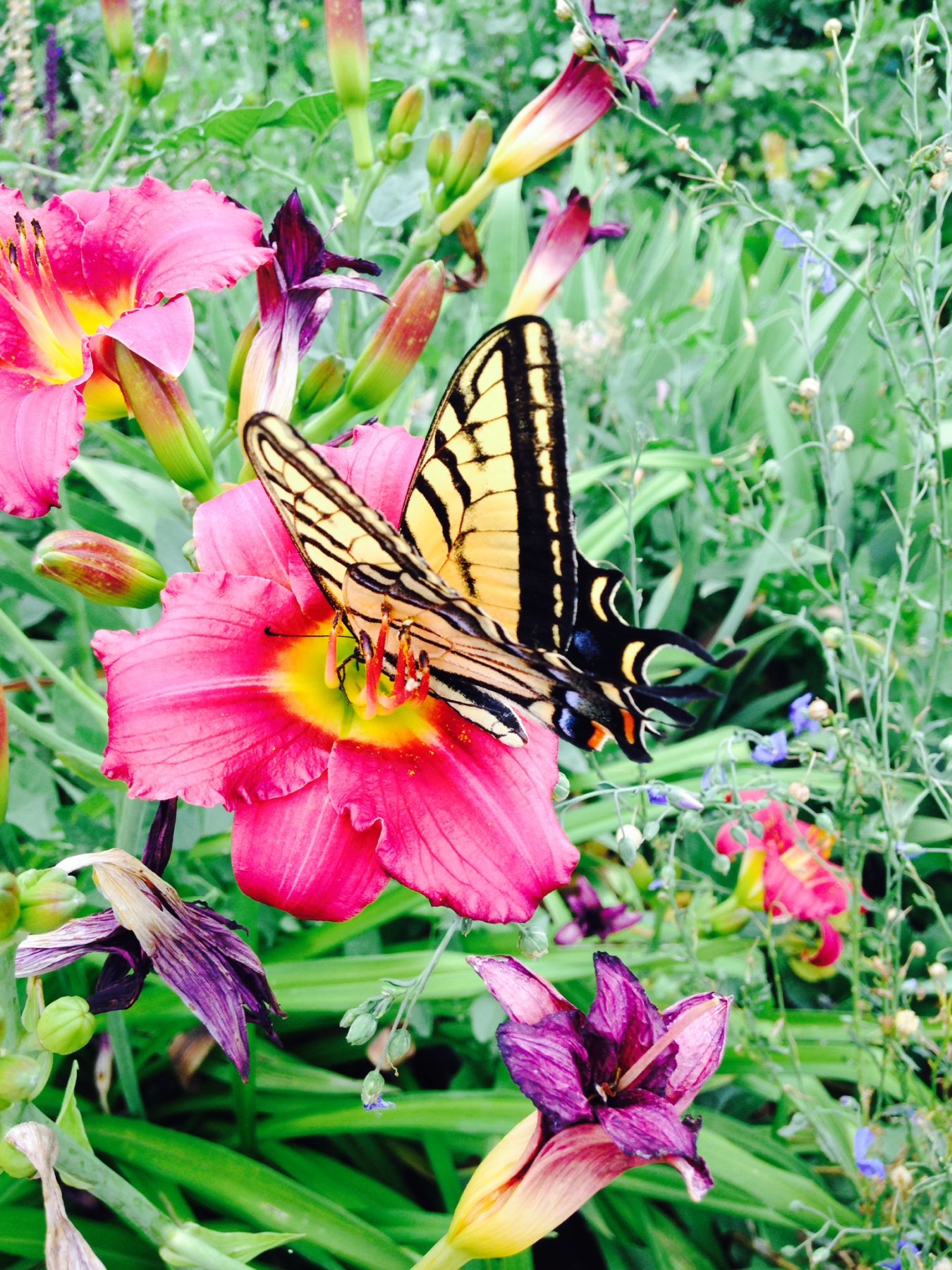 Monarch Butterfly on a Daylily