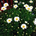 White Shasta Daisy