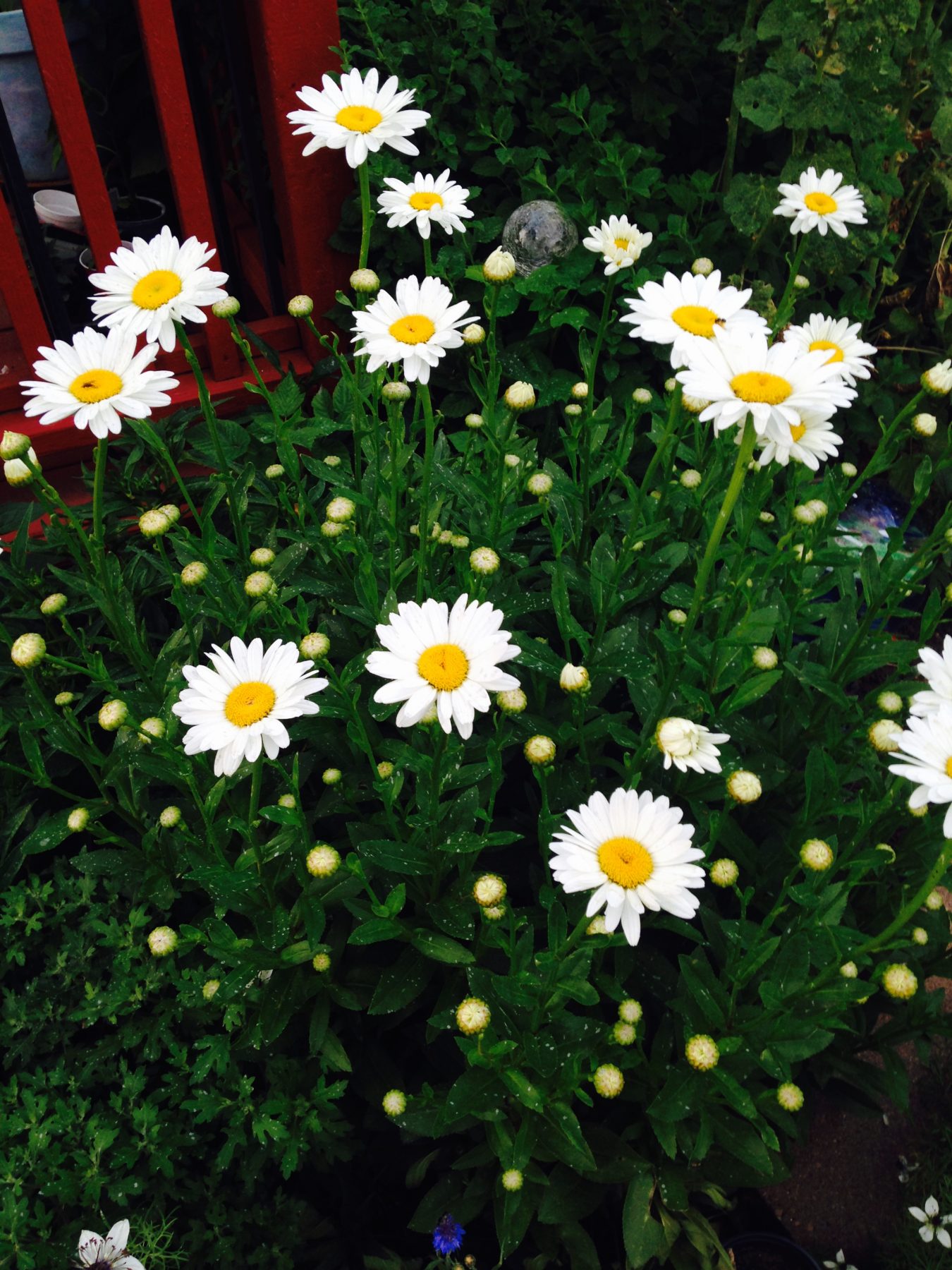 White Shasta Daisy